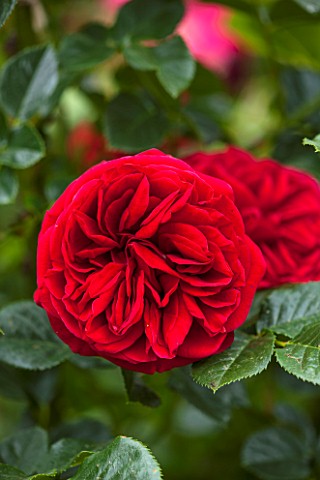 RHS_GARDEN_WISLEY_SURREY__CLOSE_UP_OF_RED_ROSE__ROSA_CUMBERLAND_HARNEXT__REPEAT_FLOWERING_CLIMBER_SC