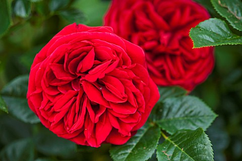 RHS_GARDEN_WISLEY_SURREY__CLOSE_UP_OF_RED_ROSE__ROSA_CUMBERLAND_HARNEXT__REPEAT_FLOWERING_CLIMBER_SC