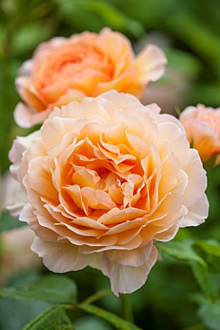 RHS_GARDEN_WISLEY_SURREY__CLOSE_UP_OF_APRICOT_DAVID_AUSTIN_ROSE__ROSA_GRACE__AUSKEPPY__SCENT_SCENTED