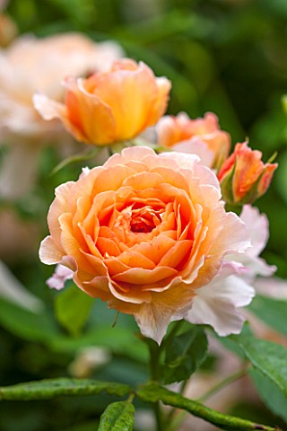 RHS_GARDEN_WISLEY_SURREY__CLOSE_UP_OF_APRICOT_DAVID_AUSTIN_ROSE__ROSA_GRACE__AUSKEPPY__SCENT_SCENTED