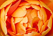 RHS GARDEN, WISLEY, SURREY:  CLOSE UP OF COPPER DAVID AUSTIN ROSE - ROSA PAT AUSTIN - AUSMUM - SCENT, SCENTED, FRAGRANT, FLOWER, PLANT PORTRAIT