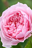 RHS GARDEN, WISLEY, SURREY:  CLOSE UP OF PINK DAVID AUSTIN ROSE - ROSA WISLEY 2008 - AUSBREEZE - SCENT, SCENTED, FRAGRANT, FLOWER, PLANT PORTRAIT