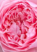 RHS GARDEN, WISLEY, SURREY:  CLOSE UP OF PINK DAVID AUSTIN ROSE -  ROSA WISLEY 2008 - AUSBREEZE - SCENT, SCENTED, FRAGRANT, FLOWER, PLANT PORTRAIT