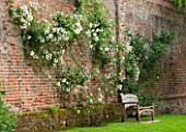 OLD NETLEY MILL, SHERE, SURREY: LARGE BRICK WALL COVERED WITH CREAMY WHITE CLIMBING / RAMBLING  ROSE RAMBLING RECTOR, WOODEN SEAT / BENCH BENEATH - A PLACE TO SIT