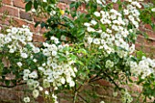 OLD NETLEY MILL, SHERE, SURREY: LARGE BRICK WALL COVERED WITH CREAMY WHITE CLIMBING / RAMBLING  ROSE RAMBLING RECTOR