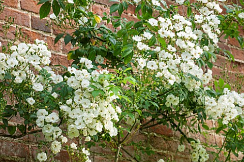 OLD_NETLEY_MILL_SHERE_SURREY_LARGE_BRICK_WALL_COVERED_WITH_CREAMY_WHITE_CLIMBING__RAMBLING__ROSE_RAM