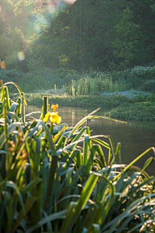 OLD_NETLEY_MILL_SHERE_SURREY_EARLY_MORNING_SUN_AND_MIST_ON_THE_LAKE_WITH_FLAG_IRIS__IRIS_PSEUDACORUS