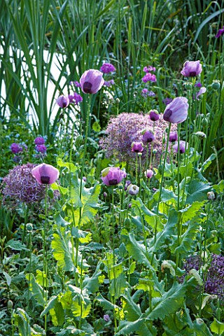 OLD_NETLEY_MILL_SHERE_SURREY_OPIUM_POPPIES_AND_ALLIUMS__FLOWERING_BESIDE_THE_LAKE_WITH_THE_MILL_REFL