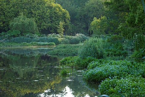 OLD_NETLEY_MILL_SHERE_SURREY_THE_LAKE_IN_EARLY_MORNING___GARDEN_FLOWER_JUNE_SUMMER