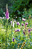 OLD NETLEY MILL, SHERE, SURREY: BORDER WITH POPPIES AND FOXGLOVES  - GARDEN, FLOWER, JUNE, SUMMER