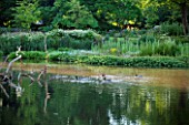 OLD NETLEY MILL, SHERE, SURREY: DUCKS ON THE LAKE AT DAWN. SUMMER, JUNE