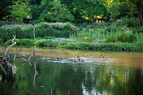 OLD_NETLEY_MILL_SHERE_SURREY_DUCKS_ON_THE_LAKE_AT_DAWN_SUMMER_JUNE