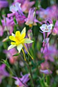 PETTIFERS GARDEN, OXFORDSHIRE: YELLOW FLOWER OF AQUILEGIA CHRYSANTHA - PERENNIAL, CLOSE UP, EARLY MORNING LIGHT -