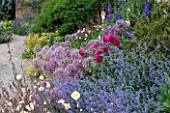 BROUGHTON CASTLE, OXFORDSHIRE: BORDER IN THE WALLED GARDEN WITH ROSES, OENOTHERA, NEPETA AND ALLIUMS  - SUMMER, JUNE, FLOWERS