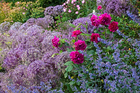 BROUGHTON_CASTLE_OXFORDSHIRE_BORDER_IN_THE_WALLED_GARDEN_WITH_ROSES_NEPETA_AND_ALLIUMS___SUMMER_JUNE