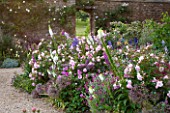 BROUGHTON CASTLE, OXFORDSHIRE: BORDER IN THE WALLED GARDEN WITH ROSES, ALLIUMS, DELPHINIUMS AND LYCHNIS CORONARIA - SUMMER, JUNE, FLOWERS