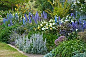 BROUGHTON CASTLE, OXFORDSHIRE: BORDER BESIDE THE WALLED GARDEN WITH DELPHINIUMS, PHLOMIS RUSSELIANA AND STCAHYS BYZANTINA  - SUMMER, JUNE, FLOWERS
