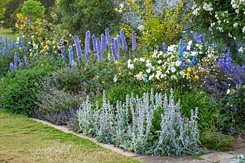 BROUGHTON_CASTLE_OXFORDSHIRE_BORDER_BESIDE_THE_WALLED_GARDEN_WITH_DELPHINIUMS_PHLOMIS_RUSSELIANA_AND