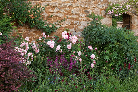 BROUGHTON_CASTLE_OXFORDSHIRE_BORDER_BESIDE_THE_WALLED_GARDEN_WITH_ROSES_BERBERIS_AND_PANSTEMON_FLOWE