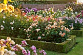 DAVID AUSTIN ROSES, ALBRIGHTON, WEST MIDLANDS: AMAZING DISPLAY OF ROSES IN THE ROSE GARDEN IN JUNE. SCENT, SCENTED, FLOWERS, SUMMER, PROFUSION, FORMAL, FLOWERBEDS, BORDER