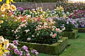 DAVID AUSTIN ROSES, ALBRIGHTON, WEST MIDLANDS: AMAZING DISPLAY OF ROSES IN THE ROSE GARDEN IN JUNE. SCENT, SCENTED, FLOWERS, SUMMER, PROFUSION, FORMAL, FLOWERBEDS, BORDER