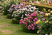 DAVID AUSTIN ROSES, ALBRIGHTON, WEST MIDLANDS: ROSES IN THE RENAISSANCE GARDEN BESIDE A YEW HEDGE - SCENT, SCENTED, ROSA, FORMAL, GARDEN, PROFUSION, FLOWERS, BORDER