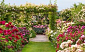 DAVID AUSTIN ROSES, ALBRIGHTON, WEST MIDLANDS:GRASS PATH WITH ROSES AND PERGOLA  IN THE LONG GARDEN - SCENT, SCENTED, ROSA, FORMAL, GARDEN, PROFUSION, FLOWERS, BORDER