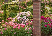 DAVID AUSTIN ROSES, ALBRIGHTON, WEST MIDLANDS: ROSES IN THE LONG GARDEN WITH PERGOLA. SCENT, SCENTED, BORDER, PROFUSION, FLOWERS, BED, FORMAL, UNE, SUMMER