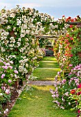 DAVID AUSTIN ROSES, ALBRIGHTON, WEST MIDLANDS: GRASS PATH PAST ROSES IN THE LONG GARDEN WITH PERGOLA. SCENT, SCENTED, BORDER, PROFUSION, FLOWERS, BED, FORMAL, JUNE, SUMMER