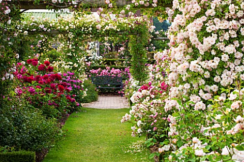 DAVID_AUSTIN_ROSES_ALBRIGHTON_WEST_MIDLANDS_GRASS_PATH_AND_PERGOLA_PAST_ROSES_IN_THE_LONG_GARDEN_SCE