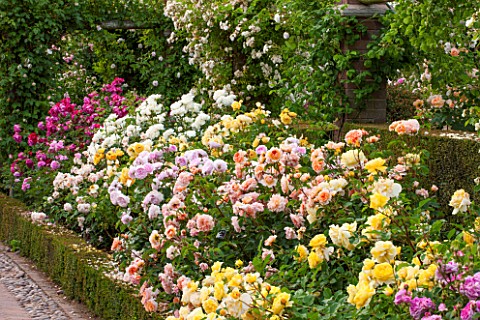 DAVID_AUSTIN_ROSES_ALBRIGHTON_WEST_MIDLANDS_BORDER_FILLED_WITH_ROSES_IN_THE_LONG_GARDEN_SCENT_SCENTE