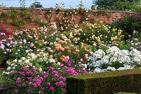 DAVID_AUSTIN_ROSES_ALBRIGHTON_WEST_MIDLANDS_ROSES_IN_THE_RENAISSANCE_GARDEN_WITH_BOX_HEDGING_AND_WAL