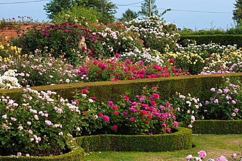 DAVID_AUSTIN_ROSES_ALBRIGHTON_WEST_MIDLANDS_ROSES_IN_THE_RENAISSANCE_GARDEN_WITH_BOX_HEDGING_AND_WAL