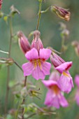 RHS GARDEN WISLEY, SURREY: PINK FLOWER OF REHMANNIA ELATA - CHINESE FOXGLOVE - SUMMER, JULY. FLOWER, PLANT PORTRAIT