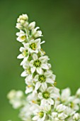 RHS GARDEN WISLEY, SURREY: CLOSE UP PLANT PORTRAIT OF WHITE/ GREEN FLOWERS OF VERATRUM ALBUM, FLOWER, JULY, SUMMER