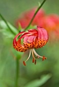 RHS GARDEN WISLEY, SURREY: CLOSE UP PLANT PORTRAIT OF RED / ORANGE FLOWER OF LILIUM PARDALINUM - FLOWERING, BULB, SPECKLED
