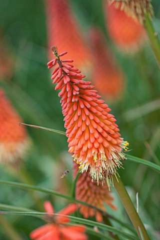 RHS_GARDEN_WISLEY_SURREY_CLOSE_UP_PLANT_PORTRAIT_OF_ORANGE_FLOWER_OF_KNIPHOFIA_FIERY_FRED__RED_HOT_P