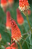 RHS GARDEN WISLEY, SURREY: CLOSE UP PLANT PORTRAIT OF ORANGE FLOWER OF KNIPHOFIA FIERY FRED - RED HOT POKER, PERENNIAL