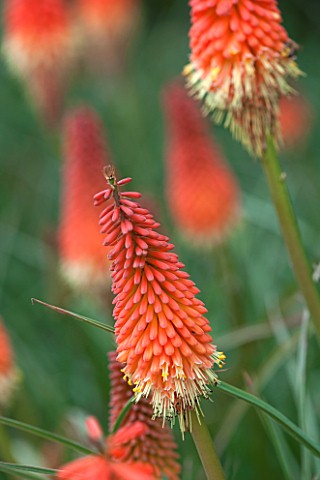 RHS_GARDEN_WISLEY_SURREY_CLOSE_UP_PLANT_PORTRAIT_OF_ORANGE_FLOWER_OF_KNIPHOFIA_FIERY_FRED__RED_HOT_P