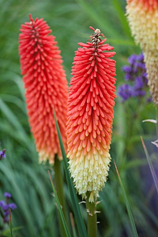RHS_GARDEN_WISLEY_SURREY_CLOSE_UP_PLANT_PORTRAIT_OF_RED_FLOWER_OF_KNIPHOFIA_RED_ADMIRAL__RED_HOT_POK