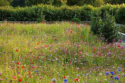 PRIVATE_GARDEN_GLOUCESTERSHIRE__DESIGNER_ANGEL_COLLINS_MEADOW_ON_ROOF__POPPIES_CORNFLOWERS_NATURAL_M
