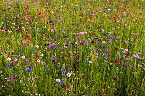 PRIVATE_GARDEN_GLOUCESTERSHIRE__DESIGNER_ANGEL_COLLINS_MEADOW_ON_ROOF__POPPIES_CORNFLOWERS_NATURAL_M
