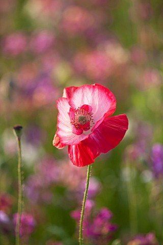 PRIVATE_GARDEN_GLOUCESTERSHIRE__DESIGNER_ANGEL_COLLINS_CLOSE_UP_OF_POPPY__PAPAVER_RHOEAS__ANNUAL_SIN