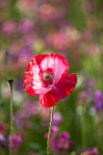 PRIVATE GARDEN, GLOUCESTERSHIRE - DESIGNER ANGEL COLLINS. CLOSE UP OF POPPY - PAPAVER RHOEAS - ANNUAL, SINGLE, FLOWER, RED, POPPIES, SUMMER, JULY, MEADOW