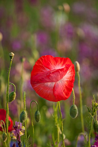 PRIVATE_GARDEN_GLOUCESTERSHIRE__DESIGNER_ANGEL_COLLINS_CLOSE_UP_OF_POPPY__PAPAVER_RHOEAS__ANNUAL_SIN