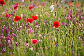 PRIVATE GARDEN, GLOUCESTERSHIRE - DESIGNER ANGEL COLLINS. MEADOW WITH POPPIES - PAPAVER RHOEAS - ANNUAL, SINGLE, FLOWER, RED, POPPIES, SUMMER, JULY, MEADOW