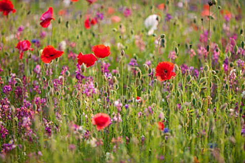 PRIVATE_GARDEN_GLOUCESTERSHIRE__DESIGNER_ANGEL_COLLINS_MEADOW_WITH_POPPIES__PAPAVER_RHOEAS__ANNUAL_S