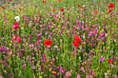 PRIVATE GARDEN, GLOUCESTERSHIRE - DESIGNER ANGEL COLLINS. MEADOW OF ANNULAS - RED POPPIES, ANNUAL, SUMMER, JULY, MEADOW