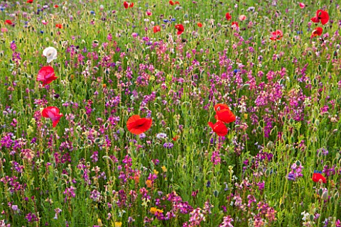 PRIVATE_GARDEN_GLOUCESTERSHIRE__DESIGNER_ANGEL_COLLINS_MEADOW_OF_ANNULAS__RED_POPPIES_ANNUAL_SUMMER_