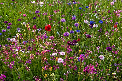 PRIVATE_GARDEN_GLOUCESTERSHIRE__DESIGNER_ANGEL_COLLINS_MEADOW_OF_ANNULAS__RED_POPPIES_AND_CORNFLOWER